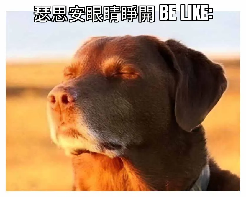 今日沙拉盒迷因

救命
以後真的不能一天跟五台
會完全忘記第一台到底有什麼迷因可以做……
