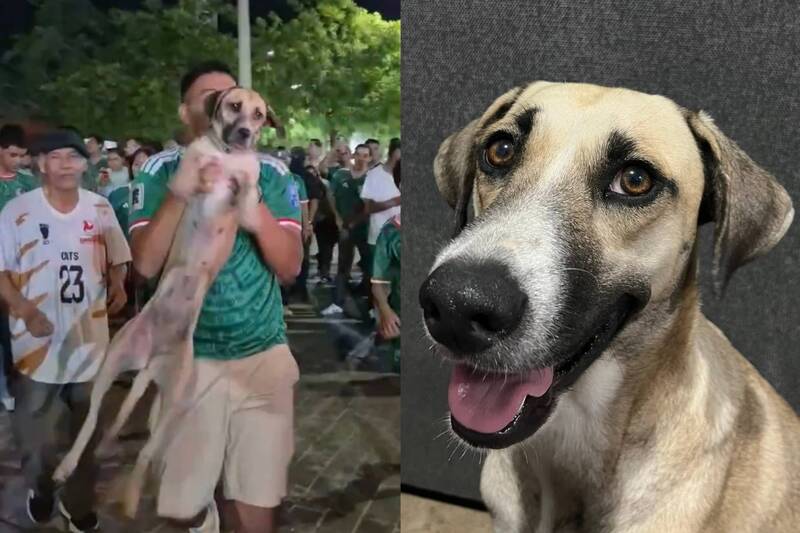 [新聞] 奇！飼主看世足直播球迷慶祝 驚見「失蹤1個月愛犬」加入狂歡