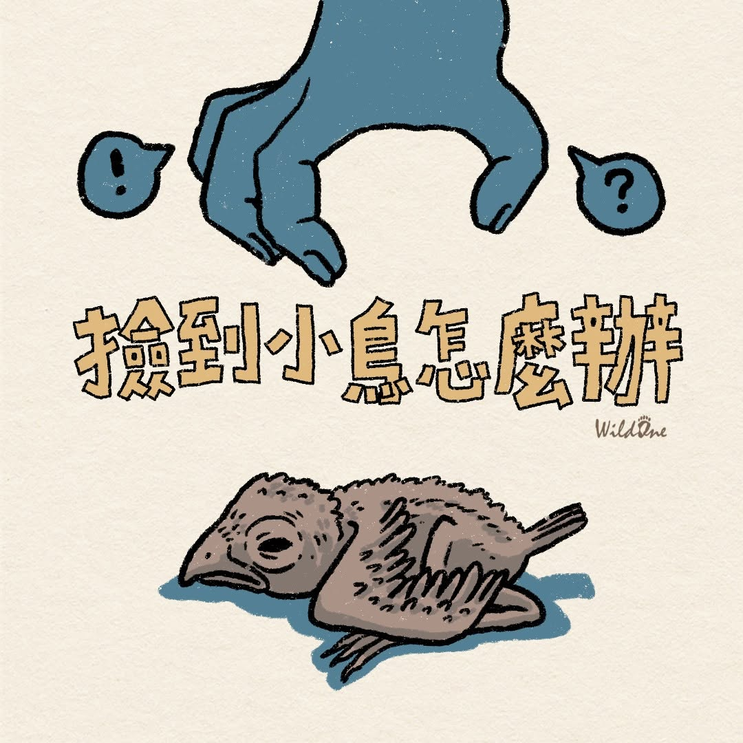 [閒聊] 現在是鳥類繁殖季 撿到小鳥怎麼辦？
