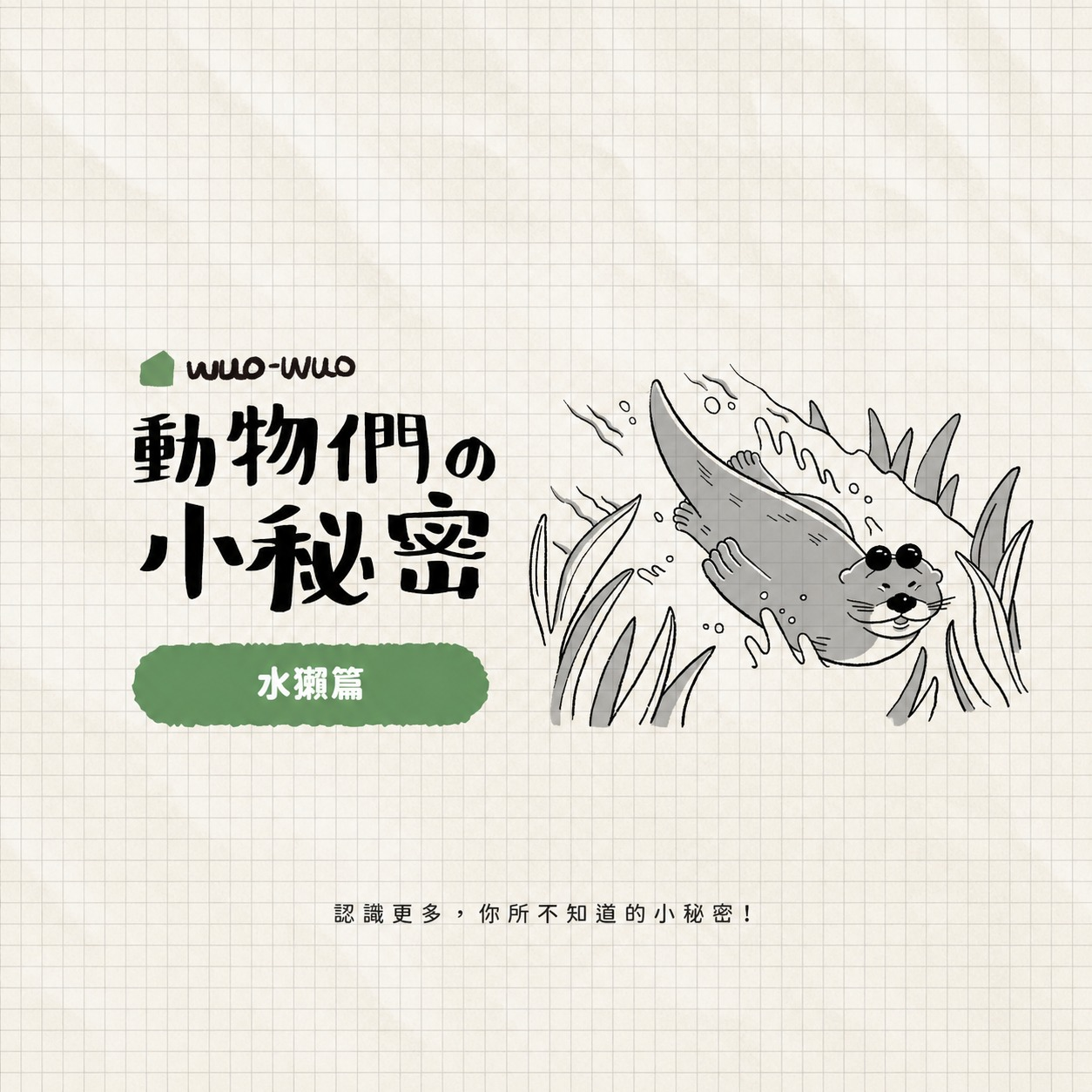 [閒聊] 世界水獺日 來看點水獺小知識